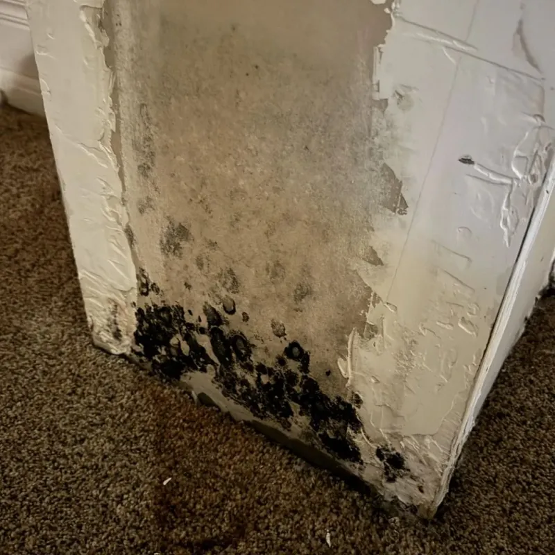 Professional Mold Removal in Ossian, IN